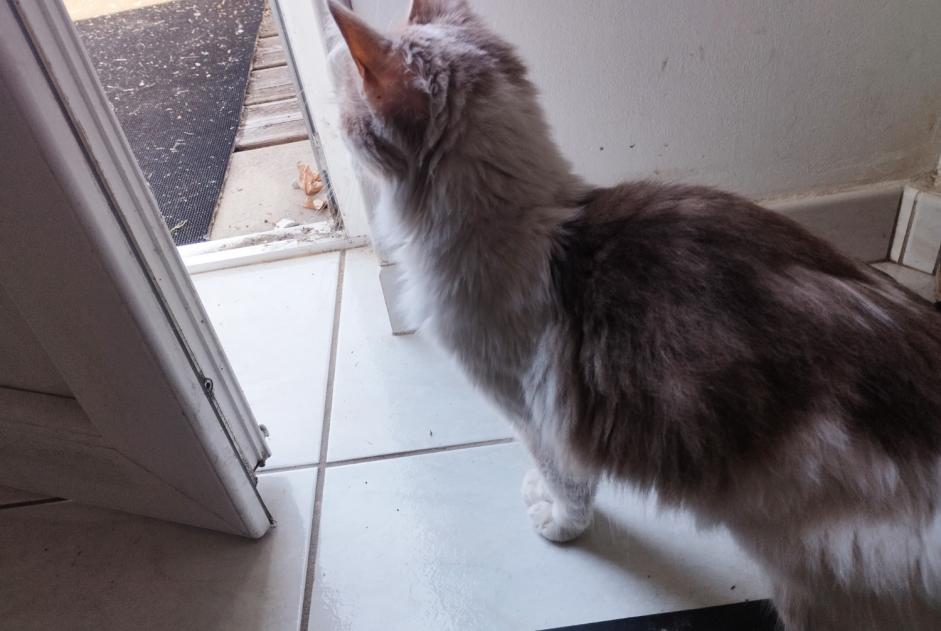 Alerta de Hallazgo Gato Hembra Agneaux Francia Alerta de Hallazgo Gato Hembra Agneaux Francia
