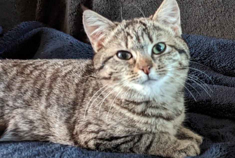 Avviso scomparsa Gatto Femmina , 3 anni Torigny-les-Villes Francia Avviso scomparsa Gatto Femmina , 3 anni Torigny-les-Villes Francia