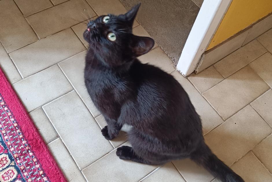 Avviso Ritrovamento Gatto Femmina Coutances Francia Avviso Ritrovamento Gatto Femmina Coutances Francia